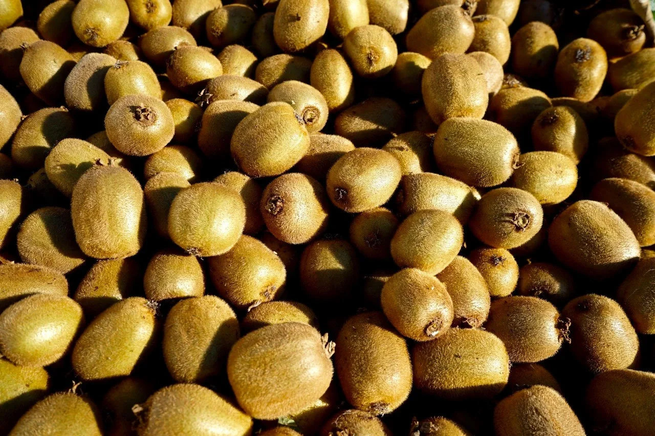 Kiwis de Salas - 3